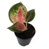 Red King Chinese Evergreen Plant - Aglaonema - 2" Pot - Collector's Series 1 Red King Chinese Evergreen Plant - Aglaonema - 2" Pot - Collector's Series -Healthy Plant Shop redking2 46253.1696365434