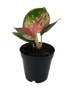 Healthy Plant Shop 26 Healthy Plant Shop -Healthy Plant Shop redkingcropped 50298.1696365435