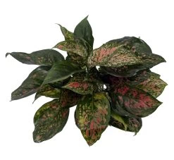 Red Valentine Chinese Evergreen Plant - Aglaonema - Grows In Dim Light - 5" Pot