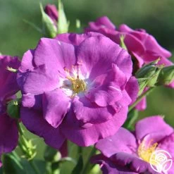 Rhapsody In Blue™ -Healthy Plant Shop rhapsody in blue 13