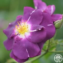 Rhapsody In Blue™ -Healthy Plant Shop rhapsody in blue 14