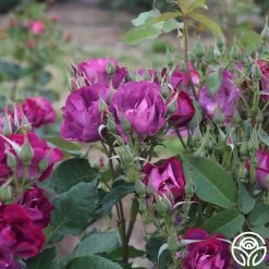 Rhapsody In Blue™ -Healthy Plant Shop rhapsody in blue 15