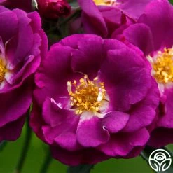 Rhapsody In Blue™ -Healthy Plant Shop rhapsody in blue 16