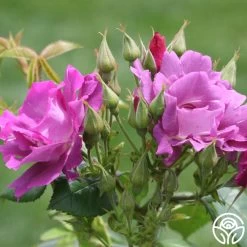 Rhapsody In Blue™ -Healthy Plant Shop rhapsody in blue 4 1