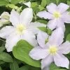 Riviera Clematis Vine - Powder Blue - 2.5" Pot 2 Riviera Clematis Vine - Powder Blue - 2.5" Pot -Healthy Plant Shop rivieraclematis 26772.1615344842