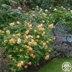 Roald Dahl -Healthy Plant Shop roald dahl 1