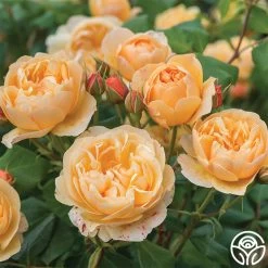 Roald Dahl -Healthy Plant Shop roald dahl 32