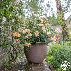 Roald Dahl -Healthy Plant Shop roald dahl 4