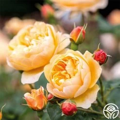 Roald Dahl -Healthy Plant Shop roald dahl 6