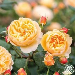 Roald Dahl -Healthy Plant Shop roald dahl 8