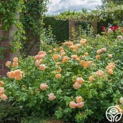 Roald Dahl -Healthy Plant Shop roald dahl 9