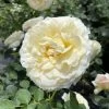 Reminiscent™ Crema Rose - Proven Winners - 4" Pot 1 Reminiscent™ Crema Rose - Proven Winners - 4" Pot -Healthy Plant Shop rosa reminiscent crema 7 1080 1080 60 30354.1642557222
