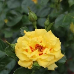 Rise Up™ Ringo® Climbing Rose - Proven Winners - 4" Pot 10 Rise Up™ Ringo® Climbing Rose - Proven Winners - 4" Pot -Healthy Plant Shop rosa rise up ringo 2 1080 1080 60 05883.1654621680