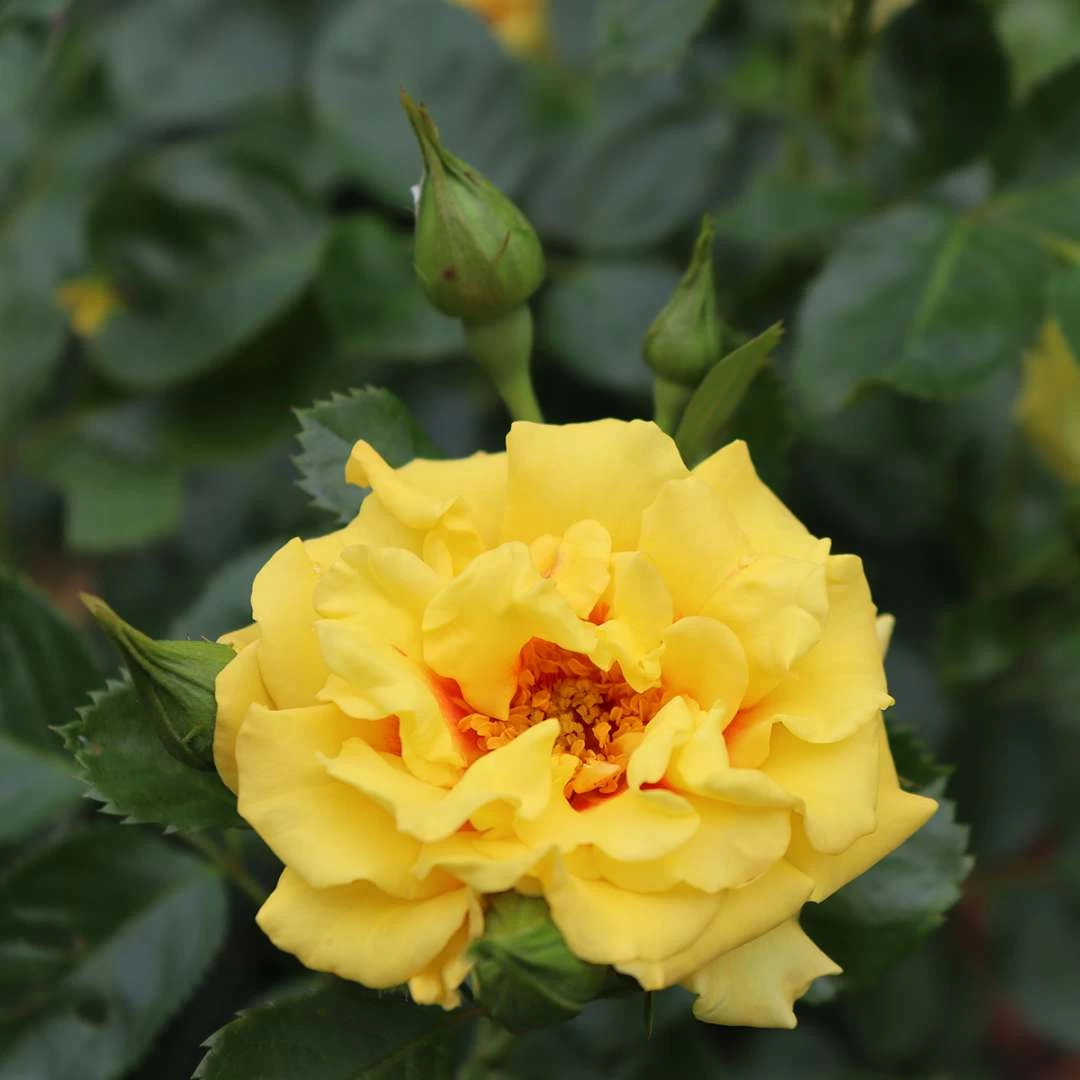 Rise Up™ Ringo® Climbing Rose - Proven Winners - 4" Pot 6 Rise Up™ Ringo® Climbing Rose - Proven Winners - 4" Pot - Image 4