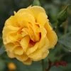 Rise Up™ Ringo® Climbing Rose - Proven Winners - 4" Pot -Healthy Plant Shop rosa rise up ringo 4 1080 1080 60 74506.1654621679