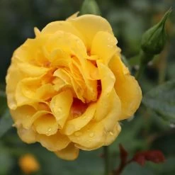 Rise Up™ Ringo® Climbing Rose - Proven Winners - 4" Pot