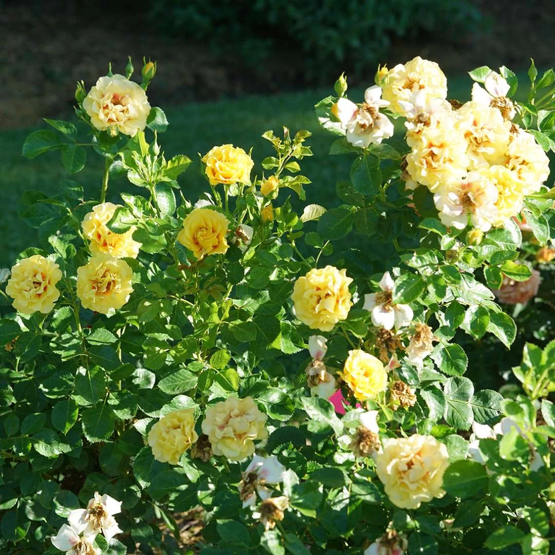 Rise Up™ Ringo® Climbing Rose - Proven Winners - 4" Pot 5 Rise Up™ Ringo® Climbing Rose - Proven Winners - 4" Pot - Image 3