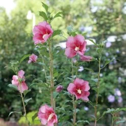 Red Pillar™ Rose Of Sharon - Hibiscus Syriacus - Proven Winners - 4" Pot -Healthy Plant Shop rose of sharon red pillar 2 49099.1675818937