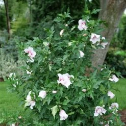 Starblast Chiffon™ Rose Of Sharon - Hibiscus Syriacus - Proven Winners - 4" Pot -Healthy Plant Shop rose of sharon starblast chiffon 2 20274.1675818938
