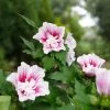 Starblast Chiffon™ Rose Of Sharon - Hibiscus Syriacus - Proven Winners - 4" Pot -Healthy Plant Shop rose of sharon starblast chiffon 4 40152.1675818937