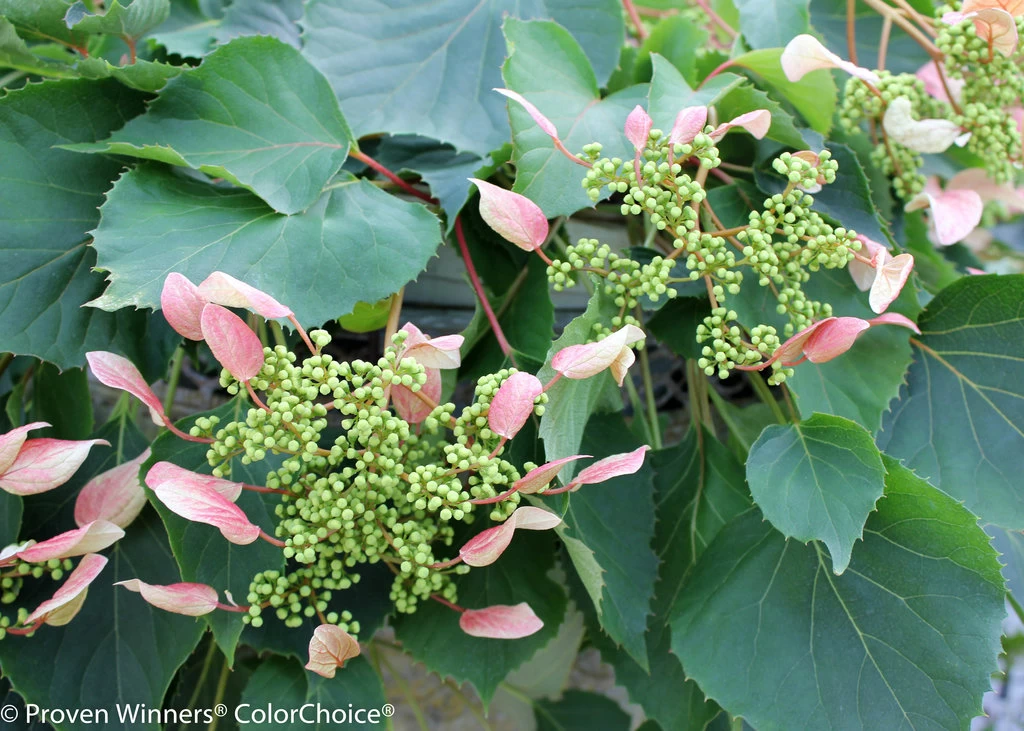 Rose Sensation False Hydrangea - 4" Pot - Schizophragma - Proven Winners 4 Rose Sensation False Hydrangea - 4" Pot - Schizophragma - Proven Winners - Image 2