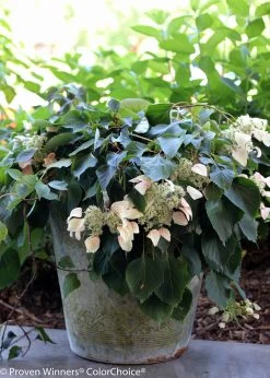 Rose Sensation False Hydrangea - 4" Pot - Schizophragma - Proven Winners 8 Rose Sensation False Hydrangea - 4" Pot - Schizophragma - Proven Winners -Healthy Plant Shop rose sensation schizophragma 7739 95060.1615344616