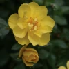 OSO EASY® Lemon Zest Rose - Rebloomer- Proven Winners- 4" Pot 2 OSO EASY® Lemon Zest Rose - Rebloomer- Proven Winners- 4" Pot -Healthy Plant Shop roselemonzest1 77866.1615344552