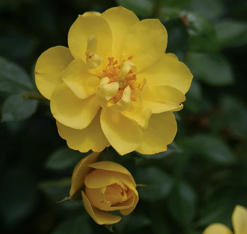 OSO EASY® Lemon Zest Rose - Rebloomer- Proven Winners- 4" Pot 3 OSO EASY® Lemon Zest Rose - Rebloomer- Proven Winners- 4" Pot