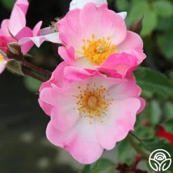 Rosy Hedge -Healthy Plant Shop rosy hedge 2 1