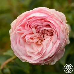 Ruth Clements™ -Healthy Plant Shop ruth clements 7