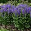 Midnight Model - Salvia Fashionista® - Meadow Sage - Quart Pot 2 Midnight Model - Salvia Fashionista® - Meadow Sage - Quart Pot -Healthy Plant Shop salviamidnightmodel201 61935.1600880548