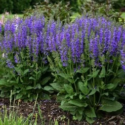 Midnight Model - Salvia Fashionista® - Meadow Sage - Quart Pot