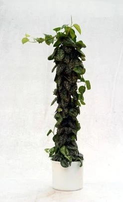 Rare Silver Satin Philodendron - Scindapsus - 4" Pot-Trending- Collector's -Healthy Plant Shop satinpothos3 61052.1611974716