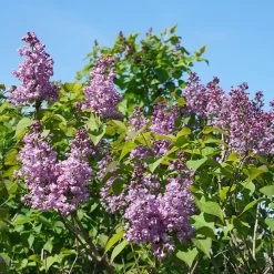 Scentara® Double Blue Lilac - 4" Pot - Syringa - Proven Winners -Healthy Plant Shop scentara20double20blue20lilac20plant 42195.1615344680