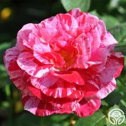 Scentimental™ -Healthy Plant Shop scentimental 2 1 2