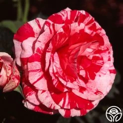 Scentimental™ -Healthy Plant Shop scentimental 5 8