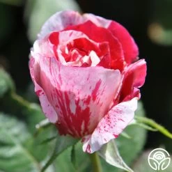 Scentimental™ -Healthy Plant Shop scentimental 8