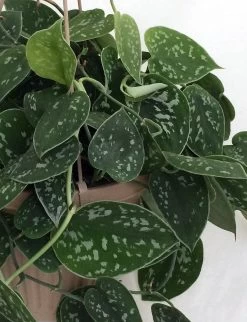 Rare Silver Satin Philodendron - Scindapsus - 4" Pot-Trending- Collector's -Healthy Plant Shop scindapuspictushr2 58341.1611974716