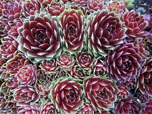 Commander Hay Hens & Chicks - Sempervivum - Very Hardy - Live Plant - Quart Pot 4 Commander Hay Hens & Chicks - Sempervivum - Very Hardy - Live Plant - Quart Pot - Image 2