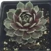 Commander Hay Hens & Chicks - Sempervivum - Very Hardy - Live Plant - Quart Pot