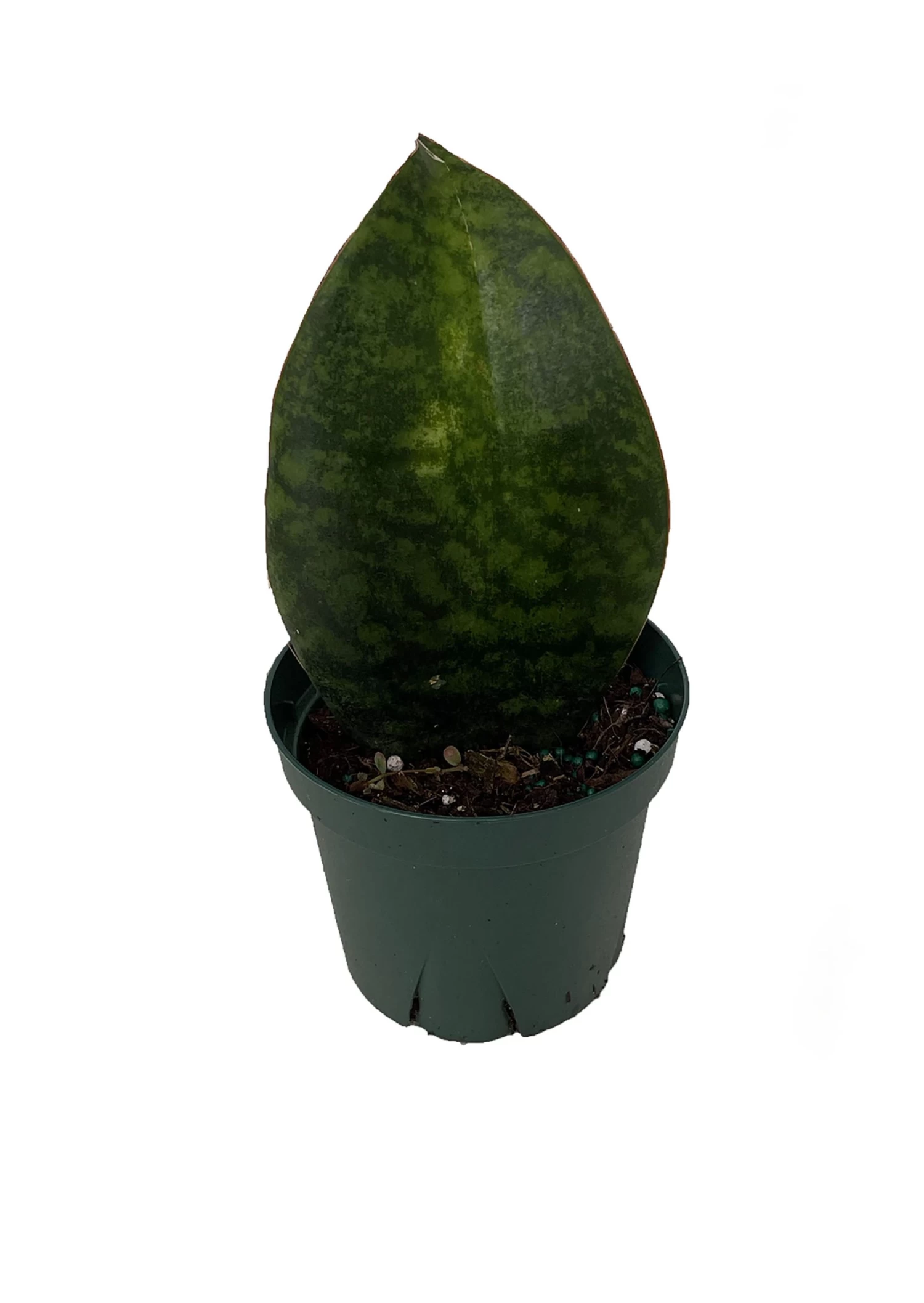 Shark Fin Snake Plant - Whale Fin - Sanseveria Masoniana - 5" Pot - Collector's 3 Shark Fin Snake Plant - Whale Fin - Sanseveria Masoniana - 5" Pot - Collector's