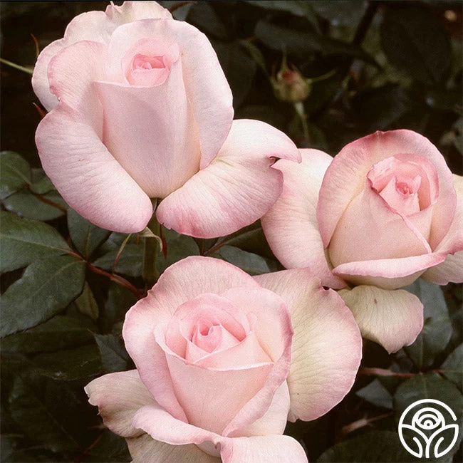 Sheer Bliss 4 Sheer Bliss - Image 2