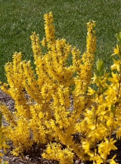 Show Off Starlet® Forsythia - Compact - Hardy - Proven Winners - 4" Pot