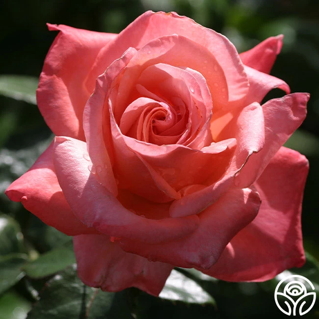 Silver Jubilee® 4 Silver Jubilee® - Image 2