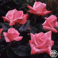 Silver Jubilee® 9 Silver Jubilee® -Healthy Plant Shop silver jubilee 5 8