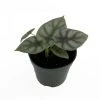 Silver Dragon African Mask Plant - Alocasia - Houseplant - 4" Pot -Healthy Plant Shop silverdragon 94523.1607311353