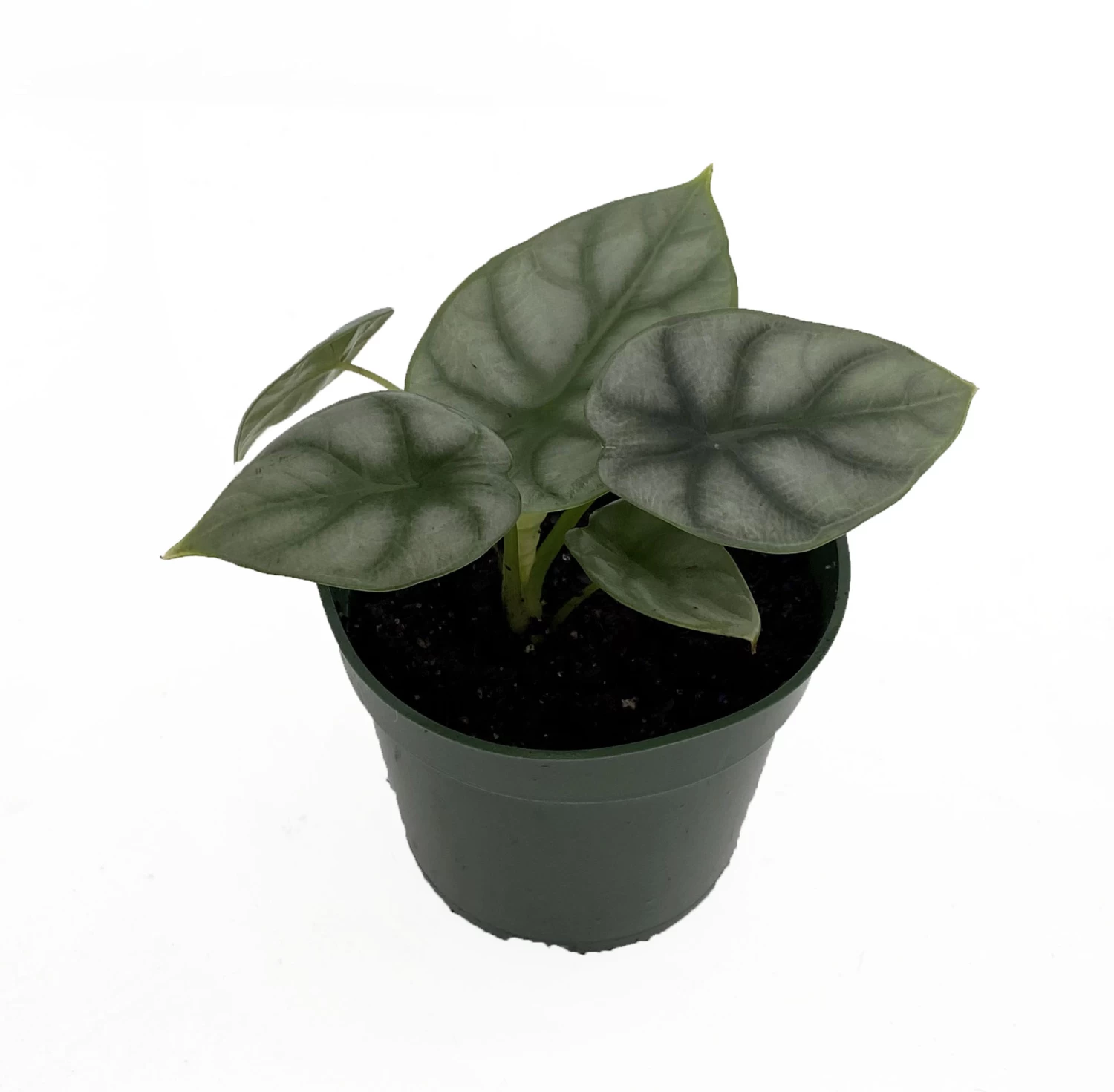 Silver Dragon African Mask Plant - Alocasia - Houseplant - 4" Pot 3 Silver Dragon African Mask Plant - Alocasia - Houseplant - 4" Pot