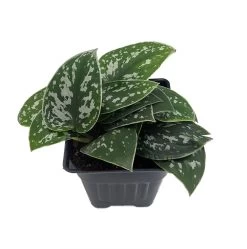 Rare Silver Satin Philodendron - Scindapsus - 4" Pot-Trending- Collector's -Healthy Plant Shop silvsatinpothos4in2 12843.1611974715