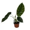 Quilted Dream Elephant Ear - Mirror Face - Alocasia Sinuata - 4" Pot -Healthy Plant Shop sinuata 76000.1627861172