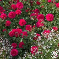 Sir John Betjeman -Healthy Plant Shop sir john betjeman 12